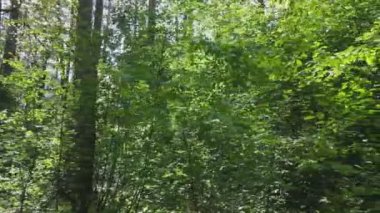 Bu görüntüler Ukrayna 'da yaz günü 8K çözünürlüklü bir ormanı gösteriyor.