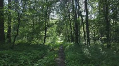 Bu görüntüler Ukrayna 'da yaz günü 8K çözünürlüklü bir ormanı gösteriyor.