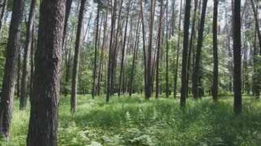 Bu görüntüler Ukrayna 'da yaz günü 8K çözünürlüklü bir ormanı gösteriyor.