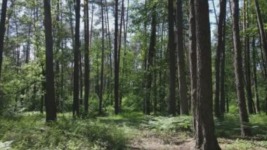 Bu görüntüler Ukrayna 'da yaz günü 8K çözünürlüklü bir ormanı gösteriyor.