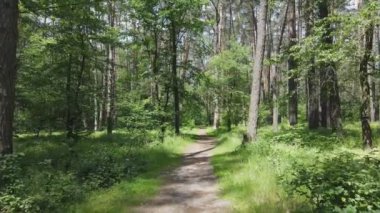 Bu görüntüler Ukrayna 'da yaz günü 8K çözünürlüklü bir ormanı gösteriyor.