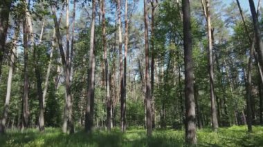 Bu görüntüler Ukrayna 'da yaz günü 8K çözünürlüklü bir ormanı gösteriyor.