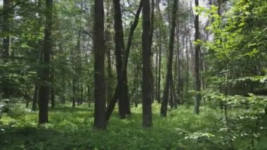 Bu görüntüler Ukrayna 'da yaz günü 8K çözünürlüklü bir ormanı gösteriyor.