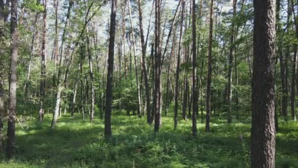 Stock Footage Shows Forest Summer Day Ukraine Slow Motion Resolution — Video