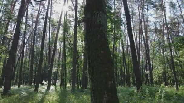 Кадри Показують Ліс Літнього Дня Україні Сповільнення Руху Резолюції — стокове відео