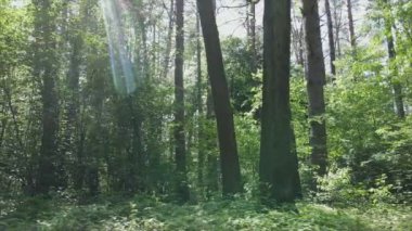 Bu görüntüler Ukrayna 'da yaz günü 8K çözünürlüklü bir ormanı gösteriyor.