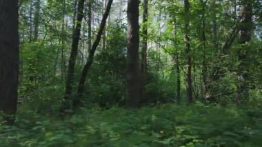 Bu görüntüler Ukrayna 'da yaz günü 8K çözünürlüklü bir ormanı gösteriyor.