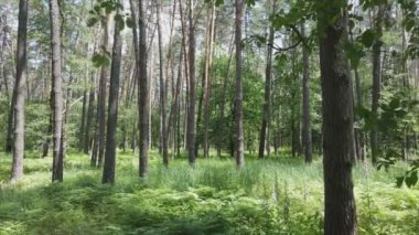 Bu görüntüler Ukrayna 'da yaz günü 8K çözünürlüklü bir ormanı gösteriyor.