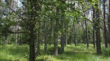 Bu görüntüler Ukrayna 'da yaz günü 8K çözünürlüklü bir ormanı gösteriyor.