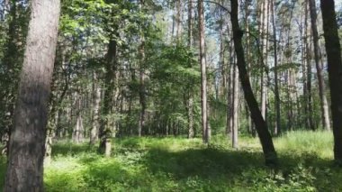 Bu görüntüler Ukrayna 'da yaz günü 8K çözünürlüklü bir ormanı gösteriyor.