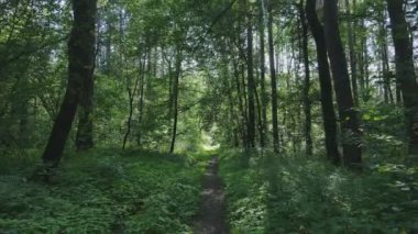 Bu görüntüler Ukrayna 'da yaz günü 8K çözünürlüklü bir ormanı gösteriyor.