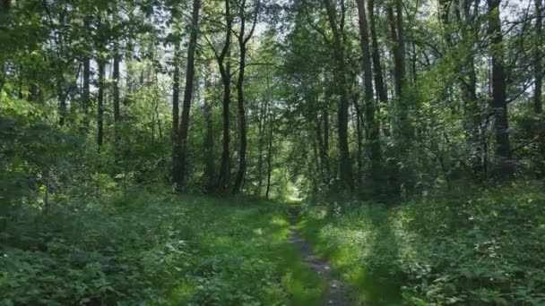 Esta Filmagem Mostra Uma Floresta Por Dia Verão Ucrânia Câmera — Vídeo de Stock