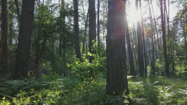 Stock Footage Shows Forest Summer Day Ukraine Slow Motion Resolution — Stok Video