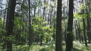 Bu görüntüler Ukrayna 'da yaz günü 8K çözünürlüklü bir ormanı gösteriyor.