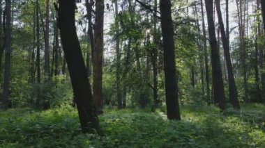 This stock footage shows a forest by summer day in Ukraine, slow motion in 8K resolution