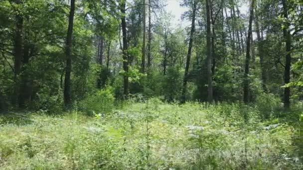 Questo Filmato Mostra Una Foresta Entro Giorno Estate Ucraina Rallentatore — Video Stock