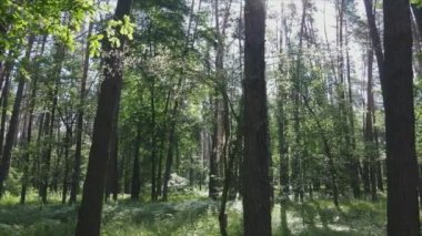 Bu görüntüler Ukrayna 'da yaz günü 8K çözünürlüklü bir ormanı gösteriyor.