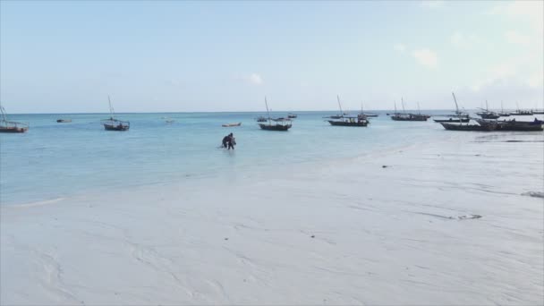 Stock Video Shows Boats Ocean Coast Zanzibar Resolution — Video