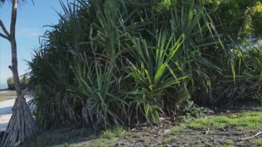 Bu video, Tanzanya 'nın Zanzibar adasında 8K çözünürlükte yavaş çekimde boş bir plajı gösteriyor.