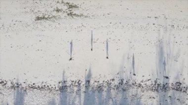 Bu video 8K çözünürlükte Tanzanya 'nın Zanzibar plajında futbol oynayan insanları gösteriyor.