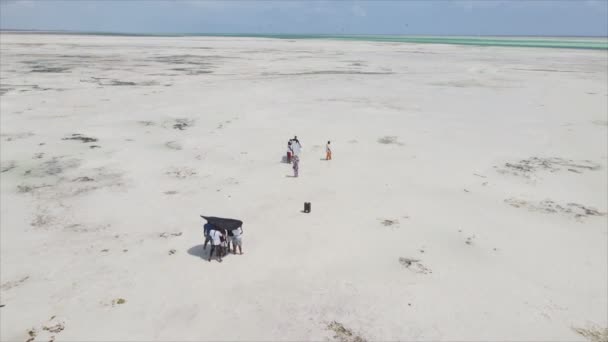 Nagranie Pokazuje Nagranie Teledysku Podczas Odpływu Oceanie Wybrzeży Zanzibaru Tanzanii — Wideo stockowe