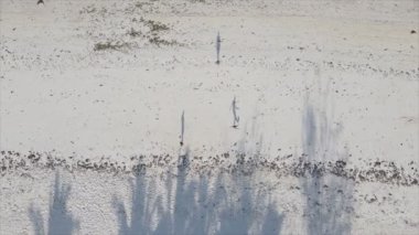 Bu video 8K çözünürlükte Tanzanya 'nın Zanzibar plajında futbol oynayan insanları gösteriyor.