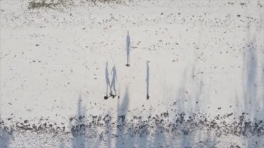 Bu video 8K çözünürlükte Tanzanya 'nın Zanzibar plajında futbol oynayan insanları gösteriyor.