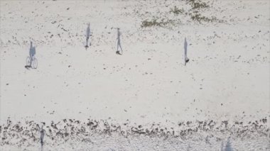 Bu video 8K çözünürlükte Tanzanya 'nın Zanzibar plajında futbol oynayan insanları gösteriyor.