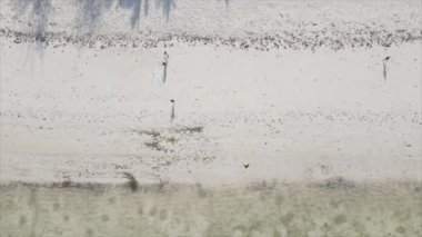 Bu video 8K çözünürlükte Tanzanya 'nın Zanzibar plajında futbol oynayan insanları gösteriyor.