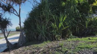 Bu stok videosu Tanzanya 'nın Zanzibar adası kıyılarının çalılıklarla kaplı bir görüntüsünü gösteriyor.
