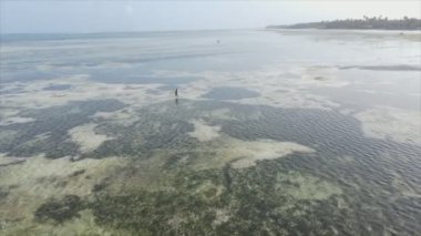 Bu stok videosu 8K çözünürlükte Tanzanya, Zanzibar açıklarındaki okyanusta alçak gelgitin havadan görüntüsünü gösteriyor.