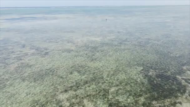 Stock Video Shows Aerial View Low Tide Ocean Coast Zanzibar — Stock Video