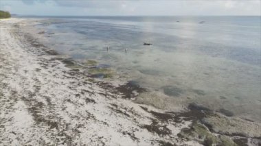 Bu stok videosu 8K çözünürlükte Tanzanya, Zanzibar açıklarındaki okyanusta alçak gelgitin havadan görüntüsünü gösteriyor.