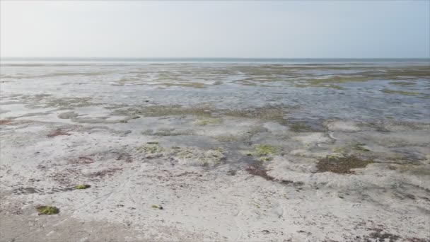 Cette Vidéo Montre Vue Aérienne Marée Basse Dans Océan Large — Video