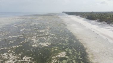 Bu stok videosu 8K çözünürlükte Tanzanya, Zanzibar açıklarındaki okyanusta alçak gelgitin havadan görüntüsünü gösteriyor.