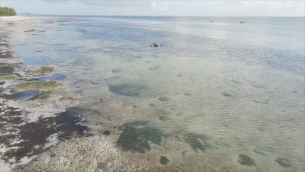 Cette Vidéo Montre Vue Aérienne Marée Basse Dans Océan Large — Video