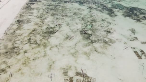 Stock Video Shows Aerial View Low Tide Ocean Coast Zanzibar — стоковое видео
