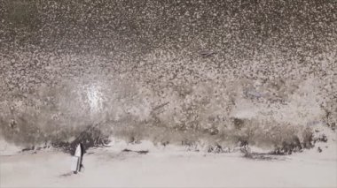 Bu stok videosu 8K çözünürlükte Tanzanya, Zanzibar açıklarındaki okyanusta alçak gelgitin havadan görüntüsünü gösteriyor.