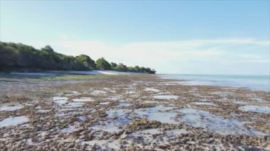 Bu stok videosu 8K çözünürlükte Tanzanya, Zanzibar açıklarındaki okyanusta alçak gelgitin havadan görüntüsünü gösteriyor.