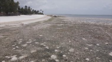 Bu stok videosu 8K çözünürlükte Tanzanya, Zanzibar açıklarındaki okyanusta alçak gelgitin havadan görüntüsünü gösteriyor.