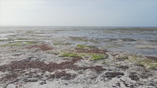 Stock Video Shows Aerial View Low Tide Ocean Coast Zanzibar — Video Stock