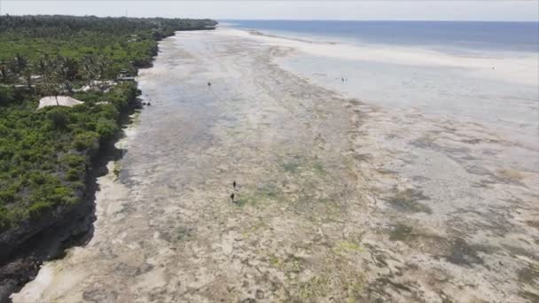 Stock Video Shows Aerial View Low Tide Ocean Coast Zanzibar — Stock Video