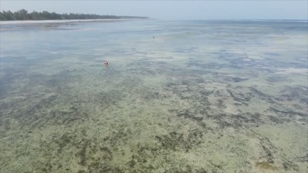 Stock Video Shows Aerial View Low Tide Ocean Coast Zanzibar — Stock Video