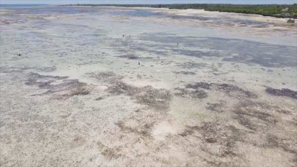 Видео Показывает Воздушный Вид Отлива Океане Побережья Занзибара Танзания Разрешении — стоковое видео