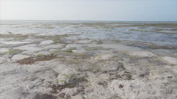 Stok Videosu Çözünürlükte Tanzanya Zanzibar Açıklarındaki Okyanusta Alçak Gelgitin Havadan — Stok video