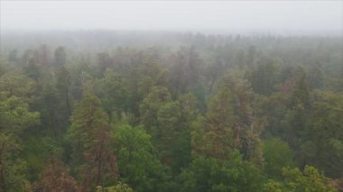 This stock footage shows aerial view of forest in fog in 8K resolution