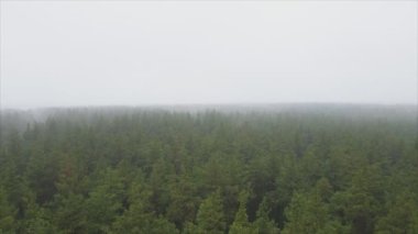 This stock footage shows aerial view of forest in fog in 8K resolution