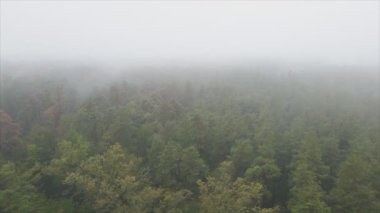 This stock footage shows aerial view of forest in fog in 8K resolution