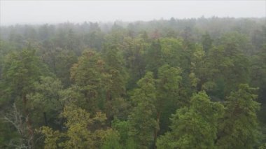 This stock footage shows aerial view of forest in fog in 8K resolution