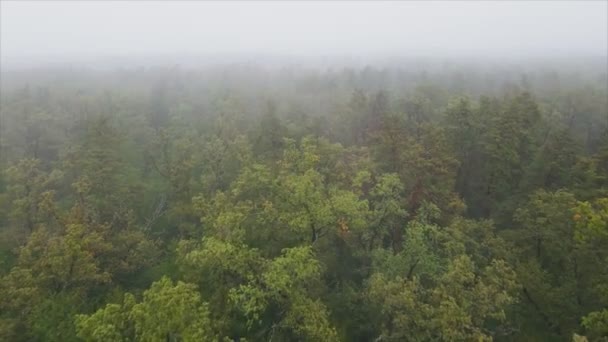 Stock Footage Shows Aerial View Forest Fog Resolution — Wideo stockowe